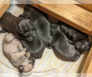 Pug Puppy for Sale in HANNA CITY, Illinois USA