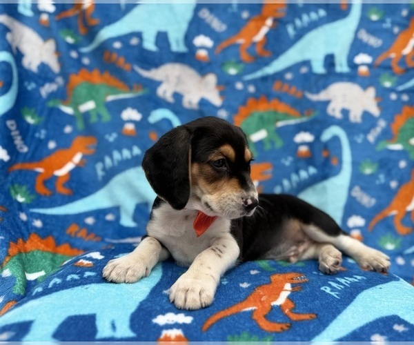 Medium Photo #6 Beagle Puppy For Sale in LAKELAND, FL, USA