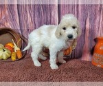 Small Photo #6 Goldendoodle Puppy For Sale in COLORADO SPRINGS, CO, USA