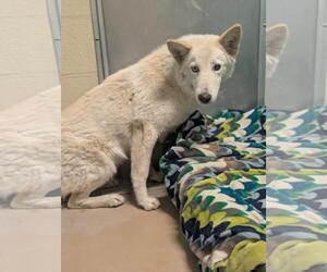 Siberian Husky-Unknown Mix Dogs for adoption in Texas City, TX, USA