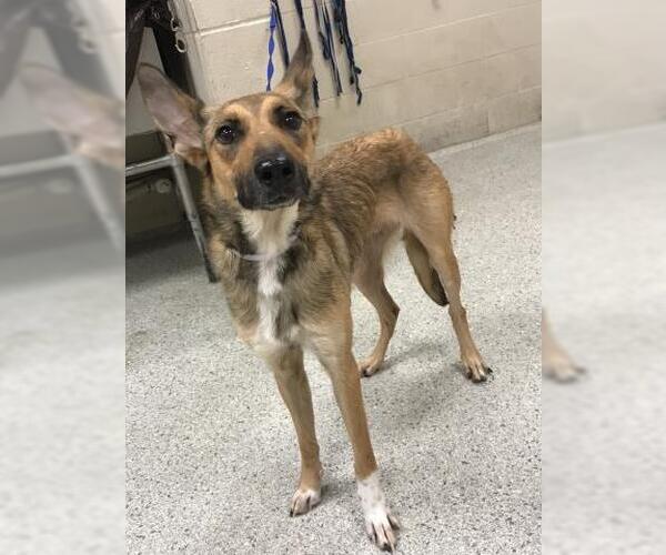 Medium Photo #1 German Shepherd Dog-Unknown Mix Puppy For Sale in Conroe, TX, USA