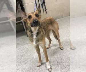 German Shepherd Dog-Unknown Mix Dogs for adoption in Conroe, TX, USA