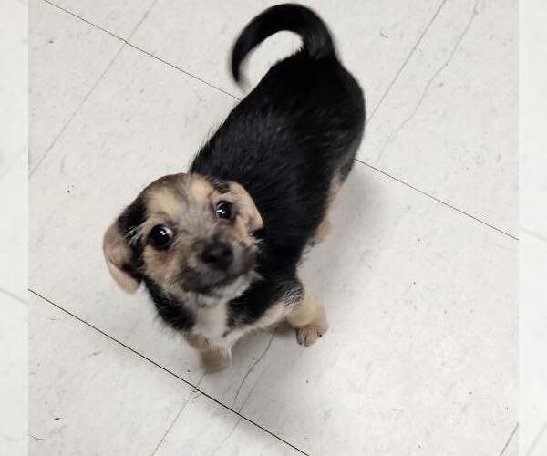 Medium Photo #3 Chihuahua-Unknown Mix Puppy For Sale in Parlier, CA, USA