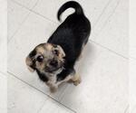 Small #2 Chihuahua Mix