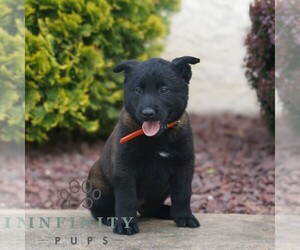 Belgian Malinois Puppy for sale in HONEY BROOK, PA, USA