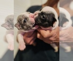 Small Photo #9 French Bulldog Puppy For Sale in CHIEFLAND, FL, USA
