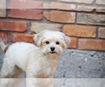 Small #3 Shih Tzu Mix