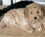 Small Photo #1 Goldendoodle (Miniature) Puppy For Sale in GRESHAM, OR, USA