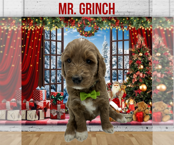 Medium Photo #4 Goldendoodle Puppy For Sale in PORTLAND, OR, USA