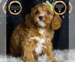 Puppy Peter F1 Cavapoo