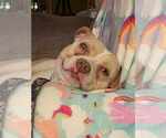Small #3 American Pit Bull Terrier