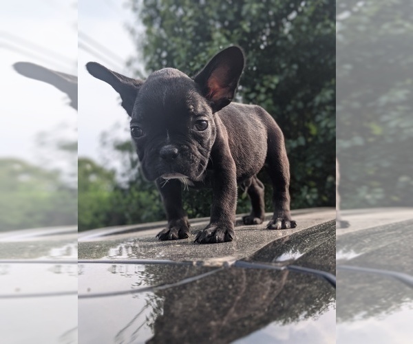 Medium Photo #5 French Bulldog Puppy For Sale in SPENCER, TN, USA