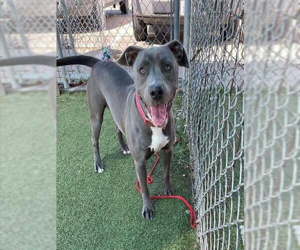 Medium Photo #1 American Pit Bull Terrier-Unknown Mix Puppy For Sale in Pasadena, TX, USA