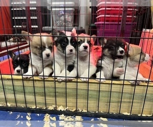 Pembroke Welsh Corgi Litter for sale in HASKELL, OK, USA