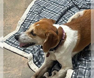 Beagle-Unknown Mix Dogs for adoption in Rustburg, VA, USA