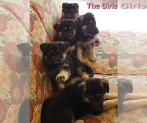 German Shepherd Dog Puppy for sale in FLORISSANT, MO, USA