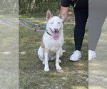 Small #5 Huskies  Mix