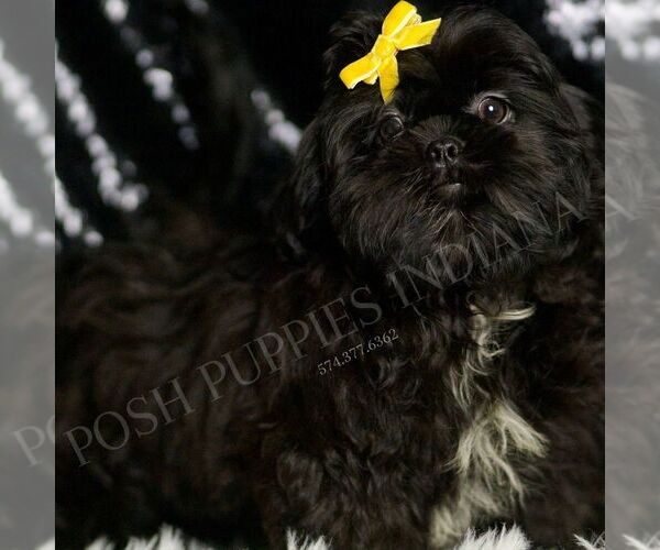 Medium Photo #6 Shih Tzu Puppy For Sale in WARSAW, IN, USA