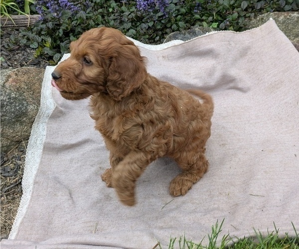 Medium Photo #95 Irish Doodle Puppy For Sale in GOSHEN, IN, USA