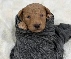 Goldendoodle Puppy for sale in HICKORY, NC, USA