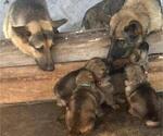 Small Photo #6 German Shepherd Dog Puppy For Sale in GALLIPOLIS, OH, USA