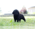 Small #2 Poodle (Miniature)