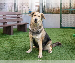 German Shepherd Dog-Unknown Mix Dogs for adoption in Pasadena, CA, USA