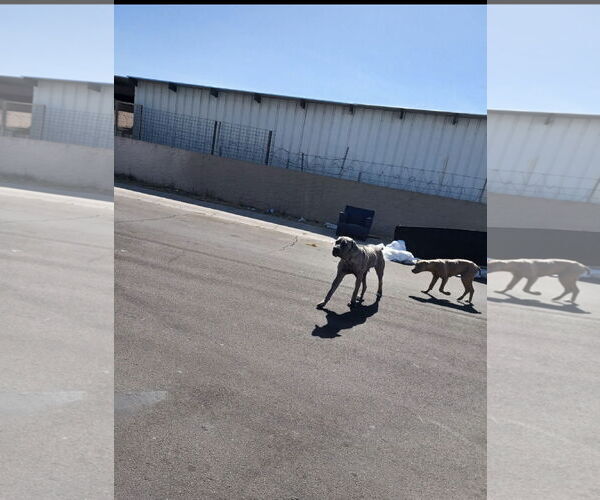 Medium Photo #6 Mutt Puppy For Sale in Goodyear, AZ, USA