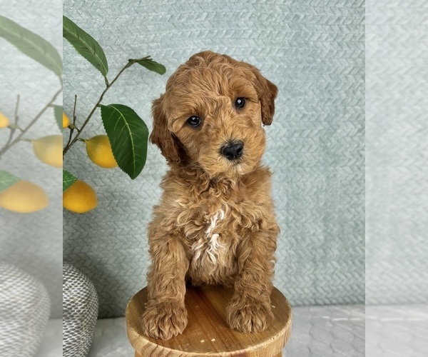 Medium Photo #3 Goldendoodle (Miniature) Puppy For Sale in FRANKLIN, IN, USA