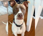Small #41 American Pit Bull Terrier Mix