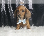 Small #3 Dachshund