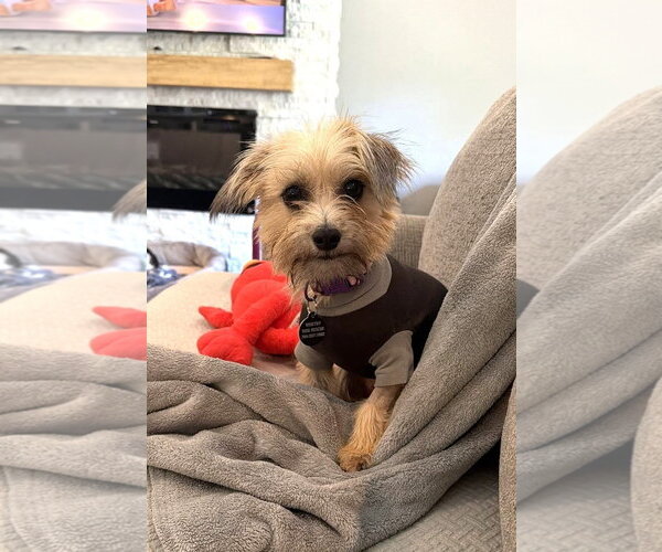 Medium Photo #1 Mutt Puppy For Sale in Arlington, VA, USA
