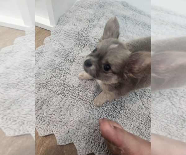 Medium Photo #6 Chihuahua Puppy For Sale in BURLESON, TX, USA