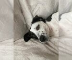 Small #2 Beagle-Chihuahua Mix