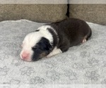 Small Photo #13 Australian Shepherd Puppy For Sale in SALISBURY, NC, USA