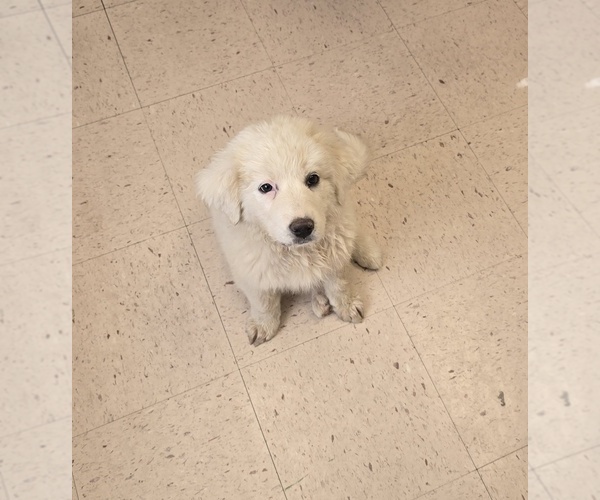 Medium Photo #1 Great Bernese Puppy For Sale in SPRING CITY, TN, USA