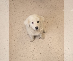 Great Bernese Puppy for sale in SPRING CITY, TN, USA