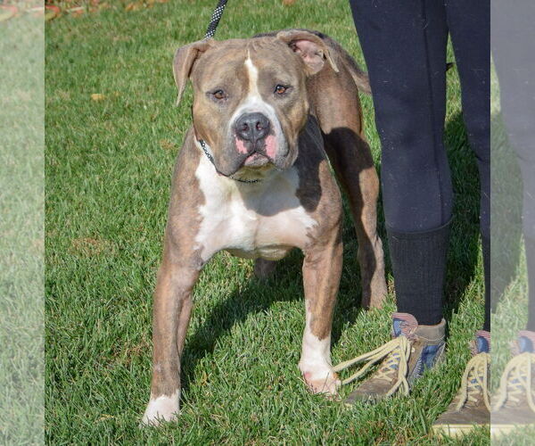 Medium Photo #5 American Bulldog-American Staffordshire Terrier Mix Puppy For Sale in Huntley, IL, USA