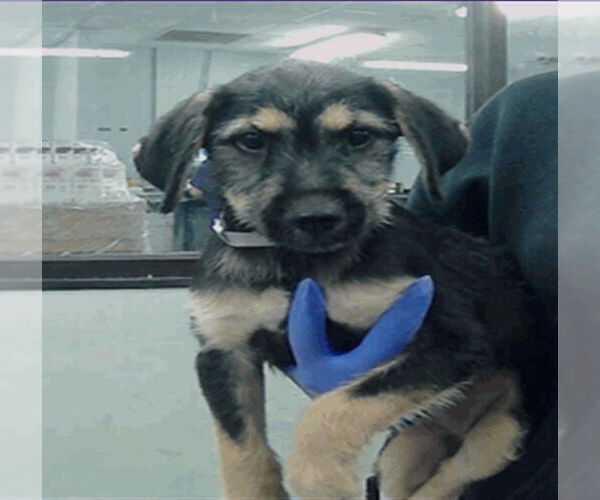 Medium Photo #2 Airedale Terrier-Unknown Mix Puppy For Sale in Lakewood, CO, USA