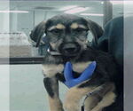 Small #1 Airedale Terrier Mix
