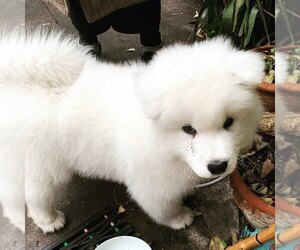 Samoyed Puppy for sale in OAKLAND, CA, USA