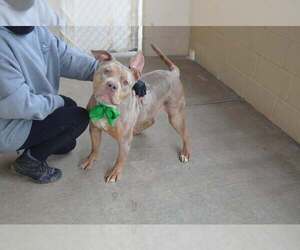 American Staffordshire Terrier-Unknown Mix Dogs for adoption in McKinney, TX, USA