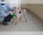 Small American Staffordshire Terrier Mix