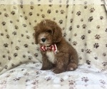 Small #6 Cavapoo