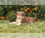 Small #5 Border Collie-Bordoodle Mix