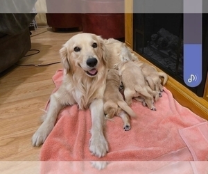 Golden Retriever Puppy for sale in INGLESIDE, IL, USA