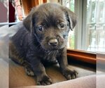 Small Photo #1 Mutt Puppy For Sale in San Diego, CA, USA
