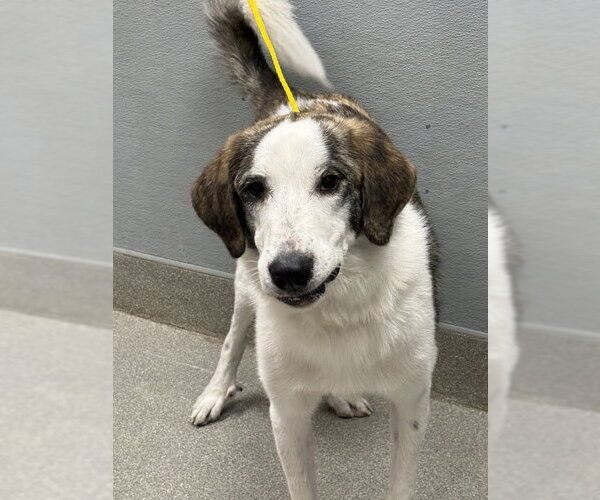 Medium Photo #1 Anatolian Shepherd-Unknown Mix Puppy For Sale in Las Vegas, NV, USA
