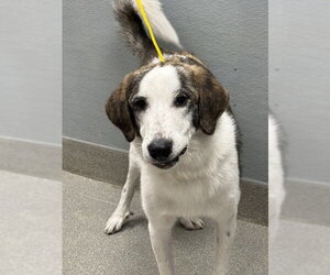 Anatolian Shepherd-Unknown Mix Dogs for adoption in Las Vegas, NV, USA