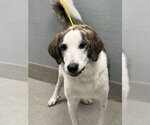 Small Anatolian Shepherd Mix